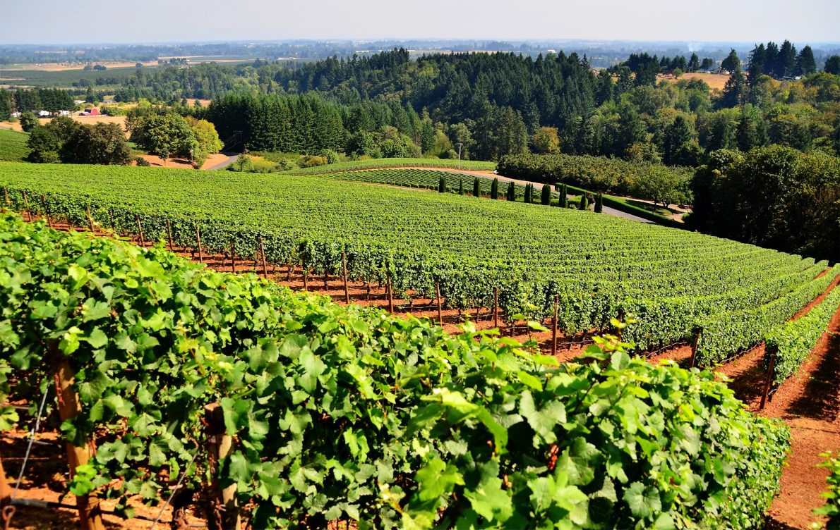 Top 5 Wineries & Vineyard in Bangalore Every Wine Lover Must Visit