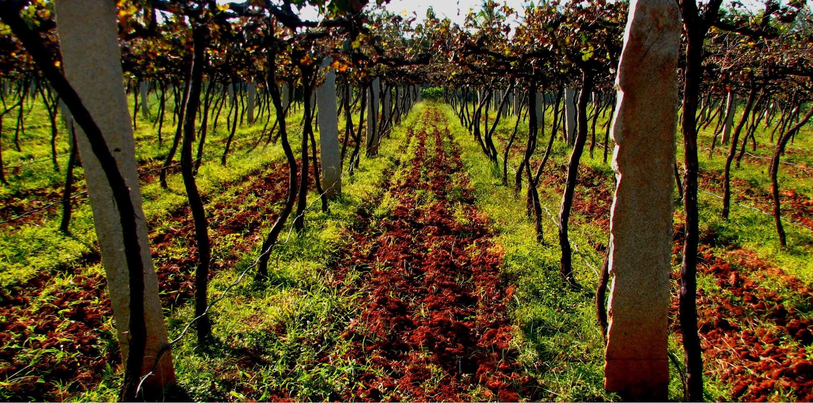 Top 5 Wineries & Vineyard in Bangalore Every Wine Lover Must Visit