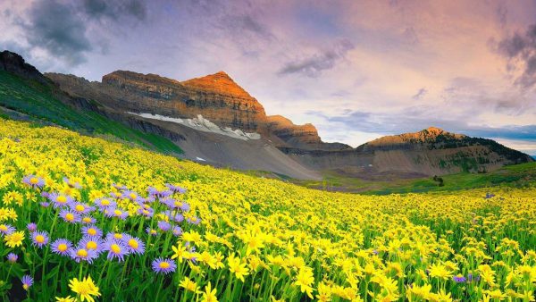 Valley Of Flowers (The God’s Valley Road Trip)